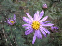 /album/fotogalerie-nabidka/aster-amellus-rudolph-goethe-jpg/